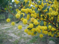the golden acacia of the Australian spring time