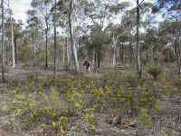 low acacias form the golden understory .. where the miners once stripped the ground of its metallic gold