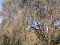 A tree without leaves, the Allocasuarina survives on the dry hills