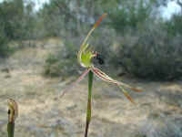 Caladenia dentata is of the orchids you will find in the moist spring time soil of Wyperfeld