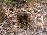 the Echidna protects itself when the walkers pass