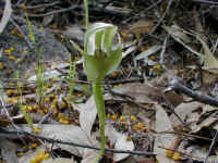 peer inside this greenhood orchid and you will see the rusty lip that will catch the insect