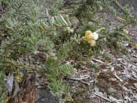 Many forms of the Grevillea alpina are brighter but these grow in a ravaged mining land