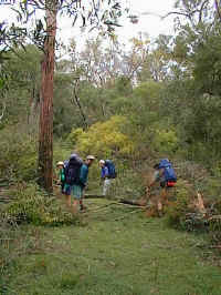 the walkers take their packs and start walking the lower Glenelg track
