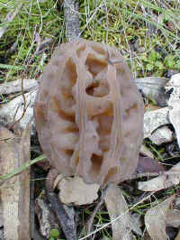 the delicate shaft of the morel fungus seems almost good enough to eat