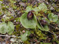 after help from another visitor we found the slaty helmet orchid