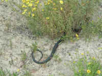 this snake was trying to get away from us .. but just had to have a last look!