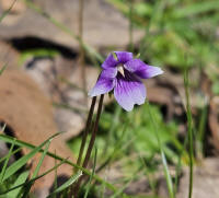 Tiny violet coloured flowers.  Yes they are native violets