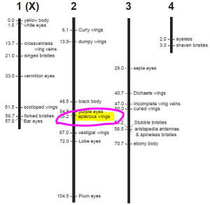 Chromosome map